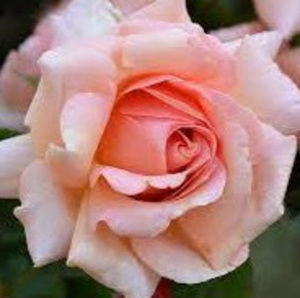 Meet your Posher, Michaela